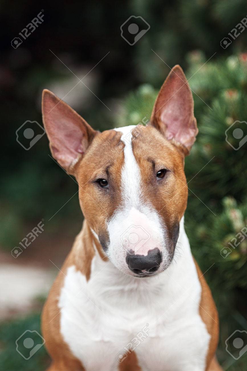 屋外でカメラの赤い英国のブルテリア犬笑顔 の写真素材 画像素材 Image