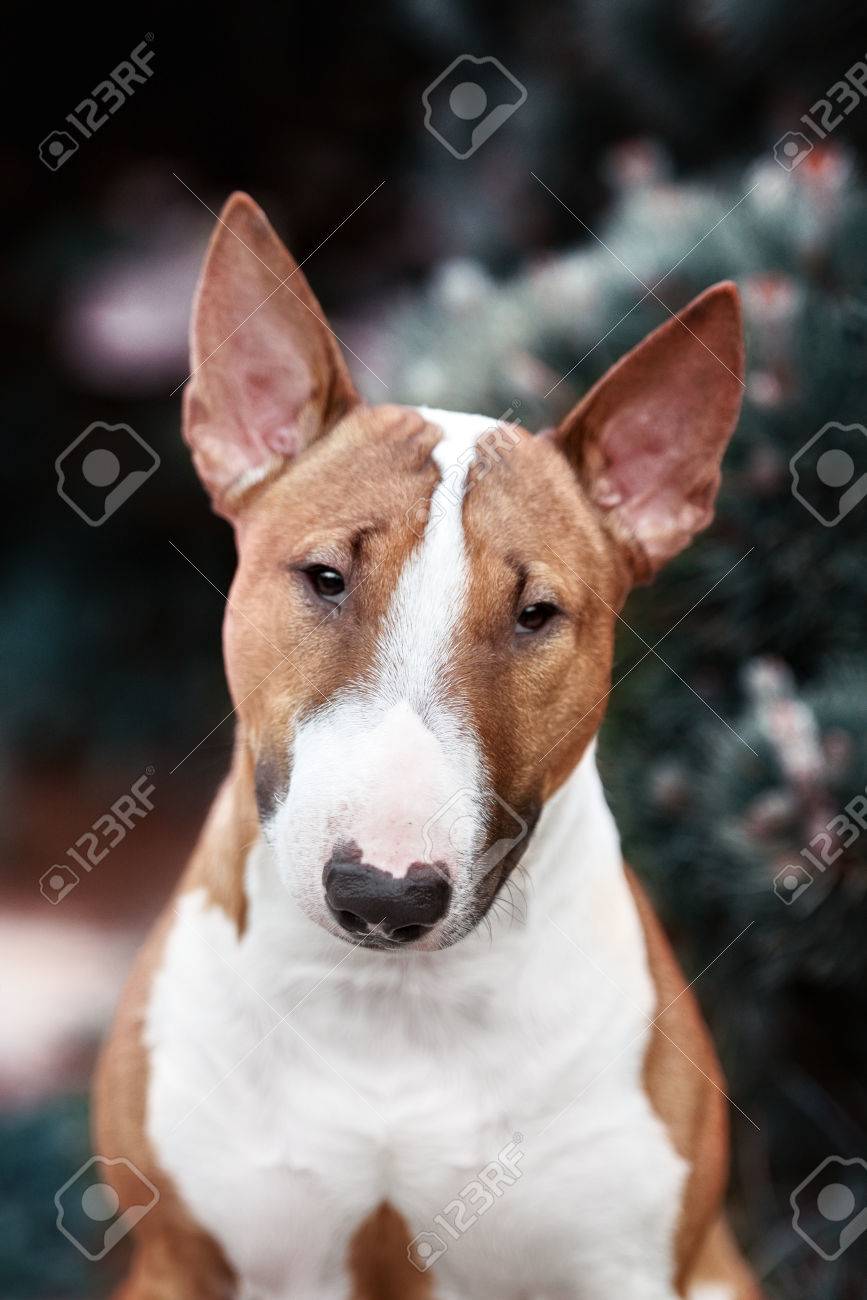 fawn english bull terrier