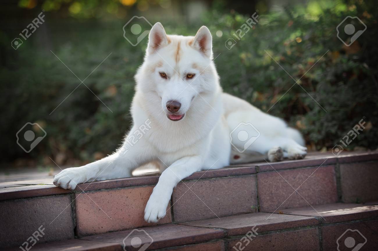 light red siberian husky