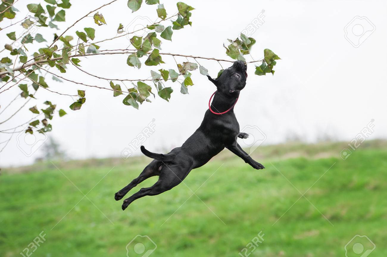bull terrier running