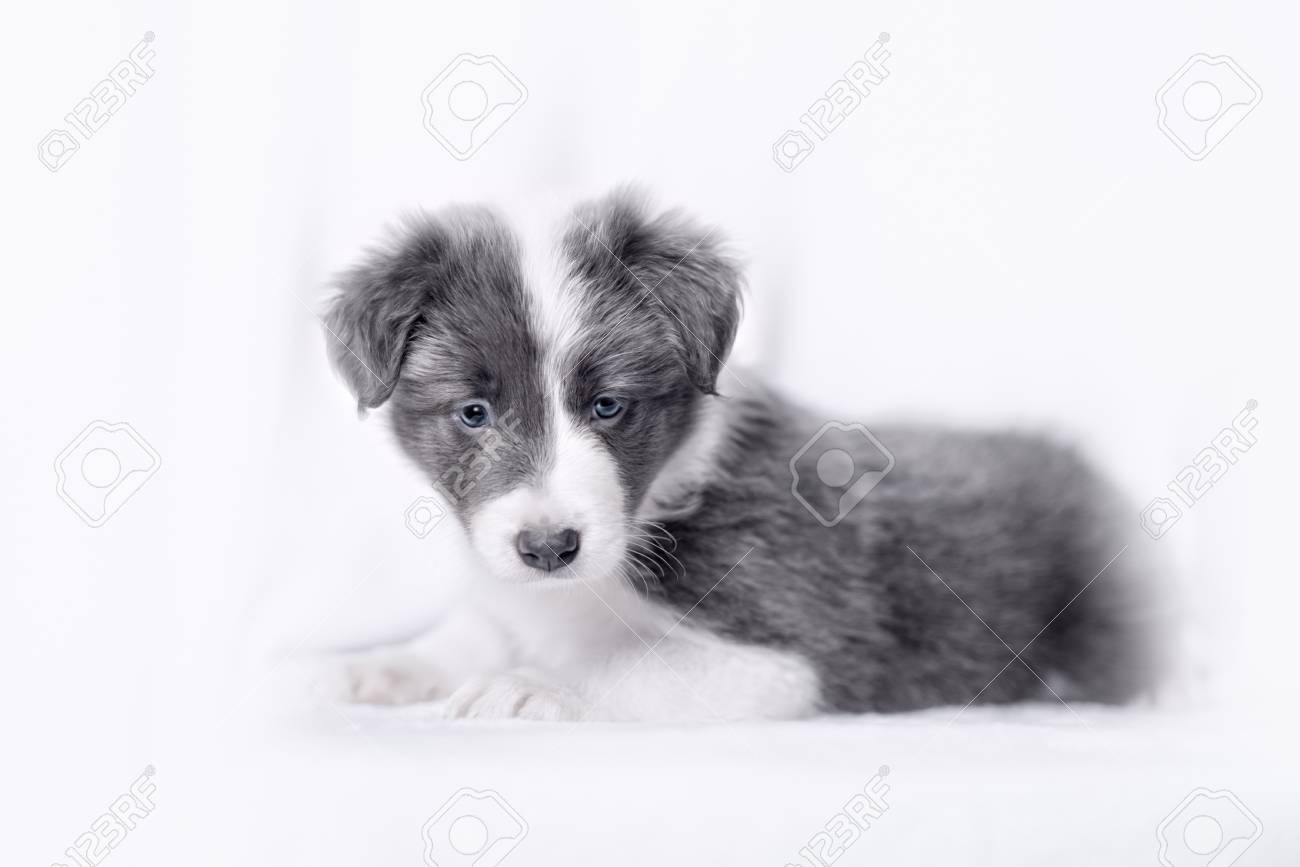 白い背景の前で子犬ボーダーコリー犬の肖像画 の写真素材 画像素材 Image 白い背景の前で子犬ボーダーコリー犬の肖像画 の写真素材 画像素材 Image