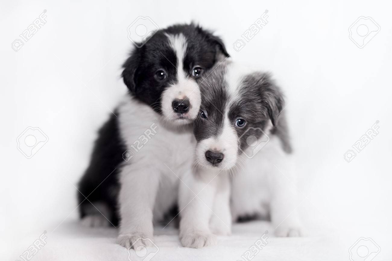 blue white border collie