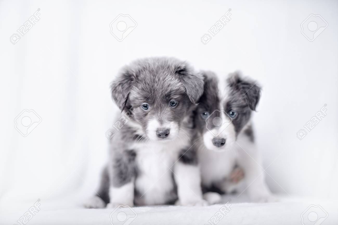 Sheer Window Curtain Blue Merle Border Collie puppies, 6 weeks old