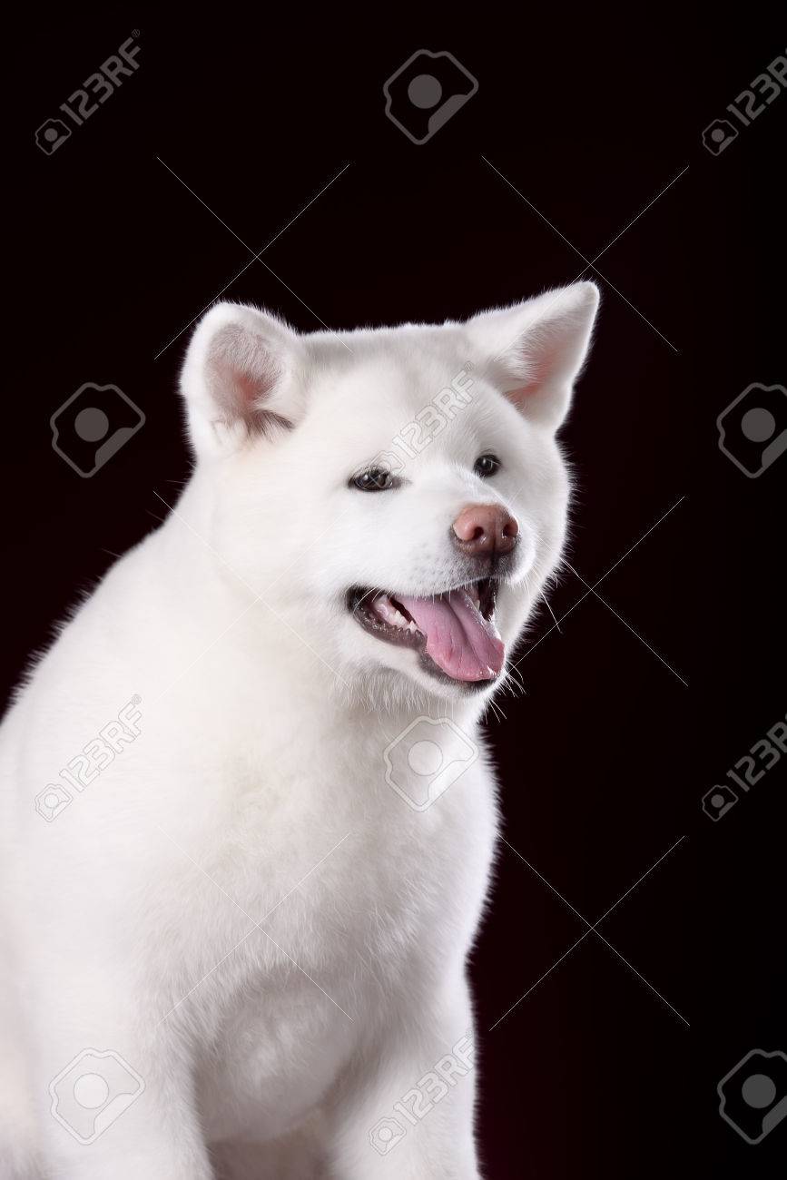 Schone Akita Inu Welpen Weisse Farbe Lizenzfreie Fotos Bilder Und Stock Fotografie Image