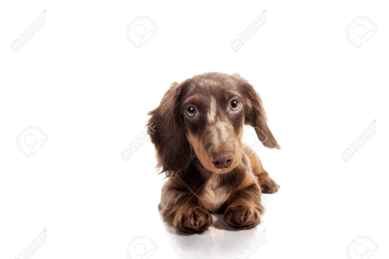 small weiner dog