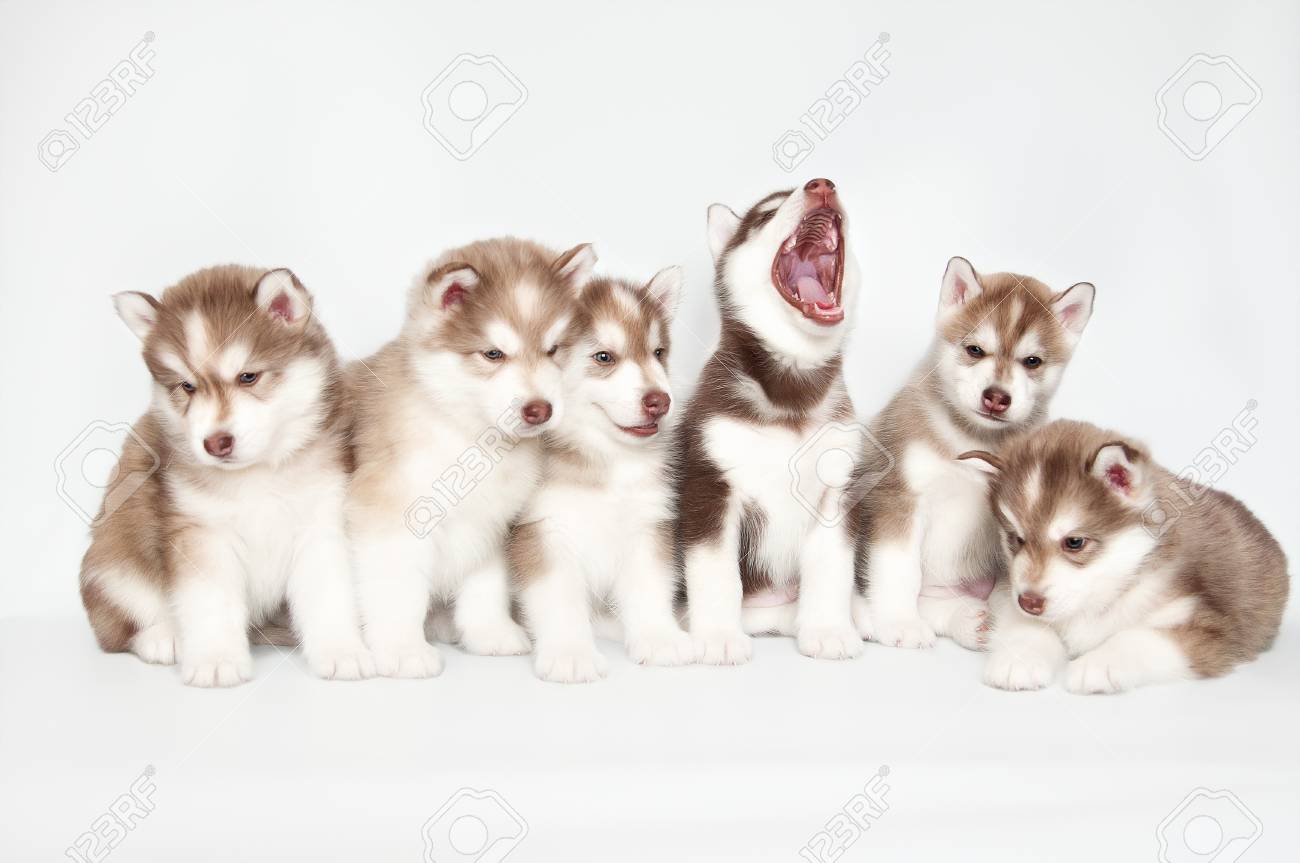 free husky puppies
