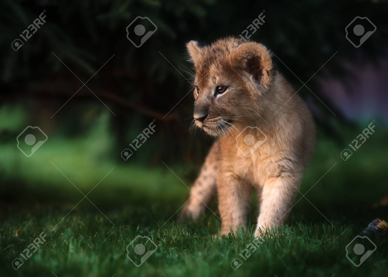etiam-dictum-ipsum-a-felis