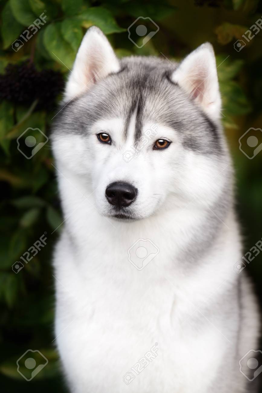 Husky Gris Blanc Yeux Bleu Sema Husky Gris Blanc Yeux Bleu Sema