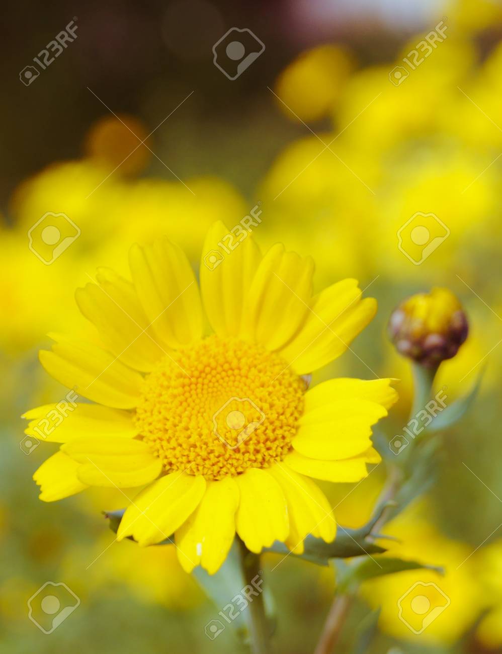 etiam-dictum-ipsum-a-felis