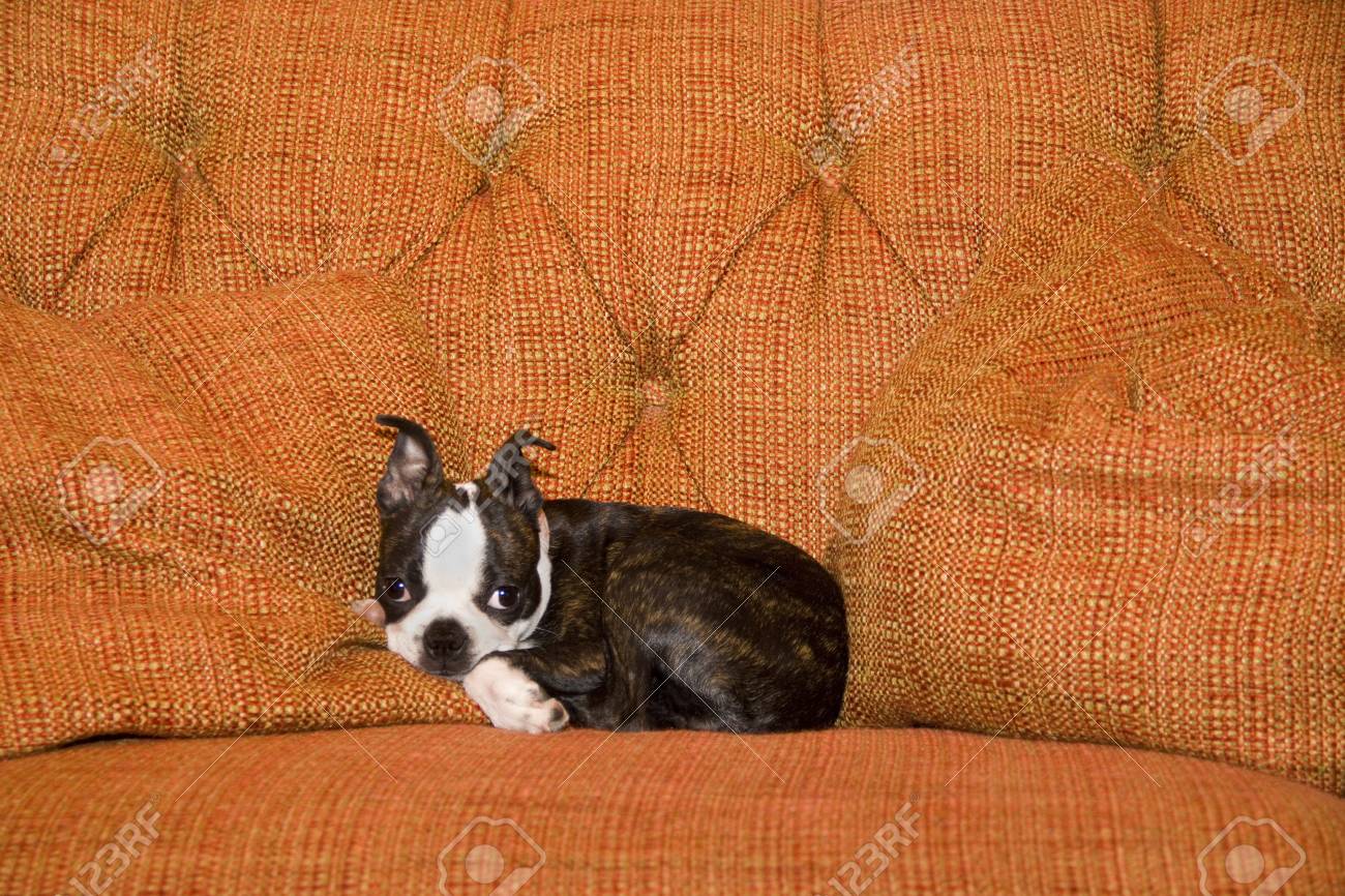 orange boston terrier