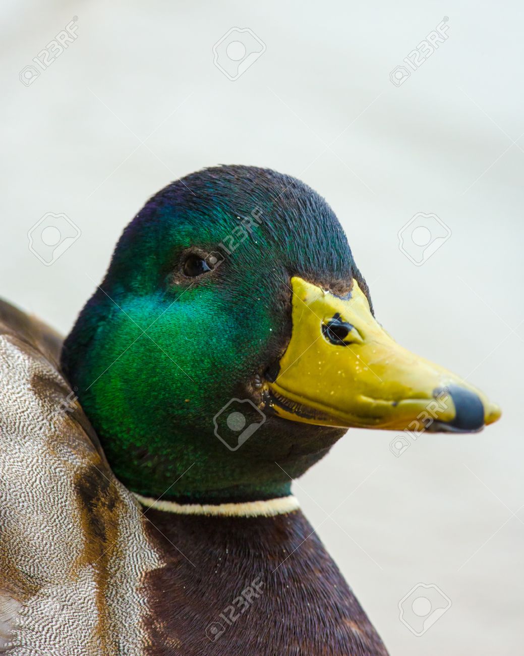 Portrait Of A Mallard Duck Where His Smiling Beak Looks Like A Wolf Mask Stock Photo Picture And Royalty Free Image Image Portrait Of A Mallard Duck Where His Smiling Beak Looks Like A Wolf Mask Stock Photo Picture And Royalty Free Image Image
