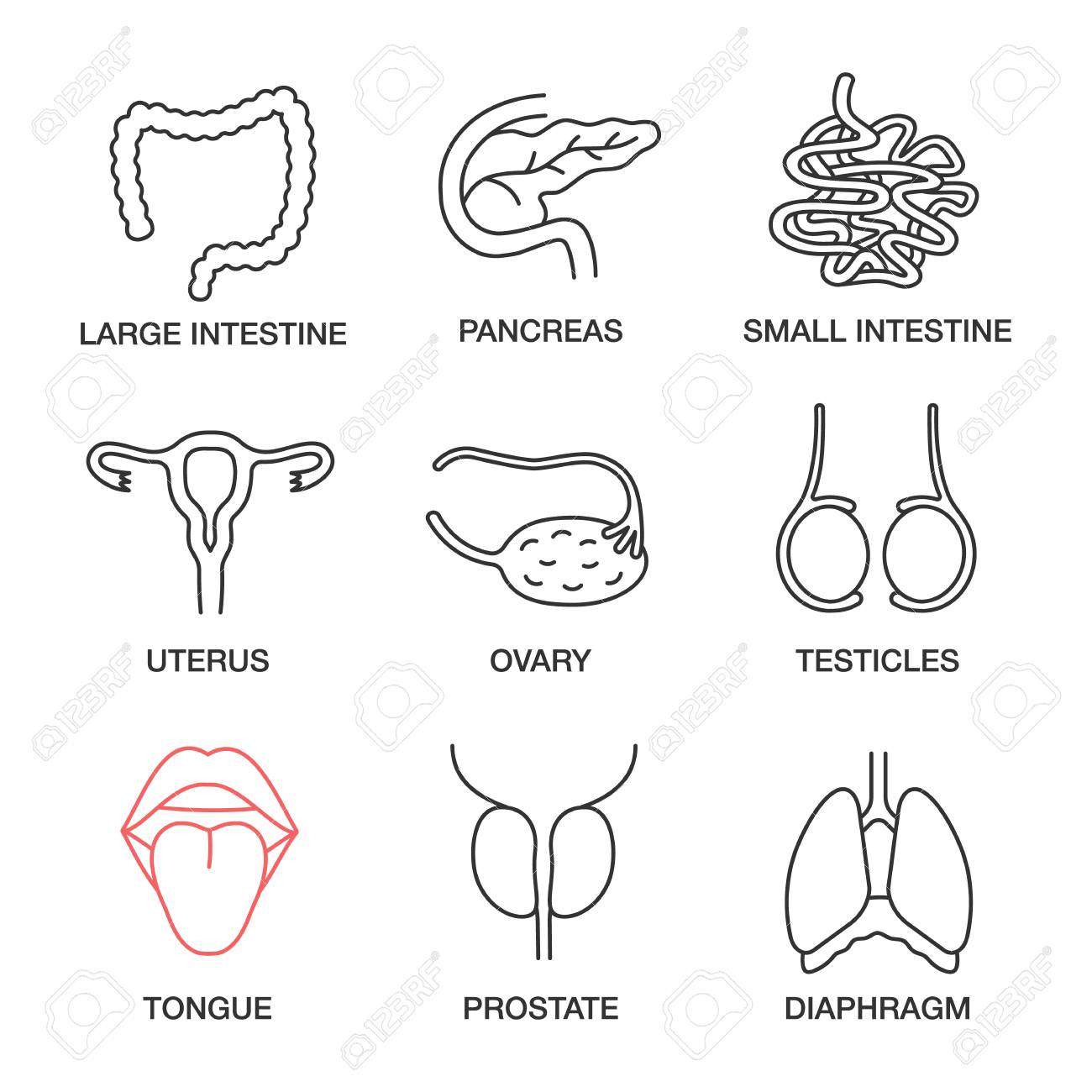 Internal organs linear icons set. Large and small intestine, pancreas, uterus, ovary, testicles, tongue, prostate, diaphragm. Thin line contour symbols. Isolated vector outline illustrations - 104665616 Internal organs linear icons set. Large and small intestine, pancreas, uterus, ovary, testicles, tongue, prostate, diaphragm. Thin line contour symbols. Isolated vector outline illustrations - 104665616