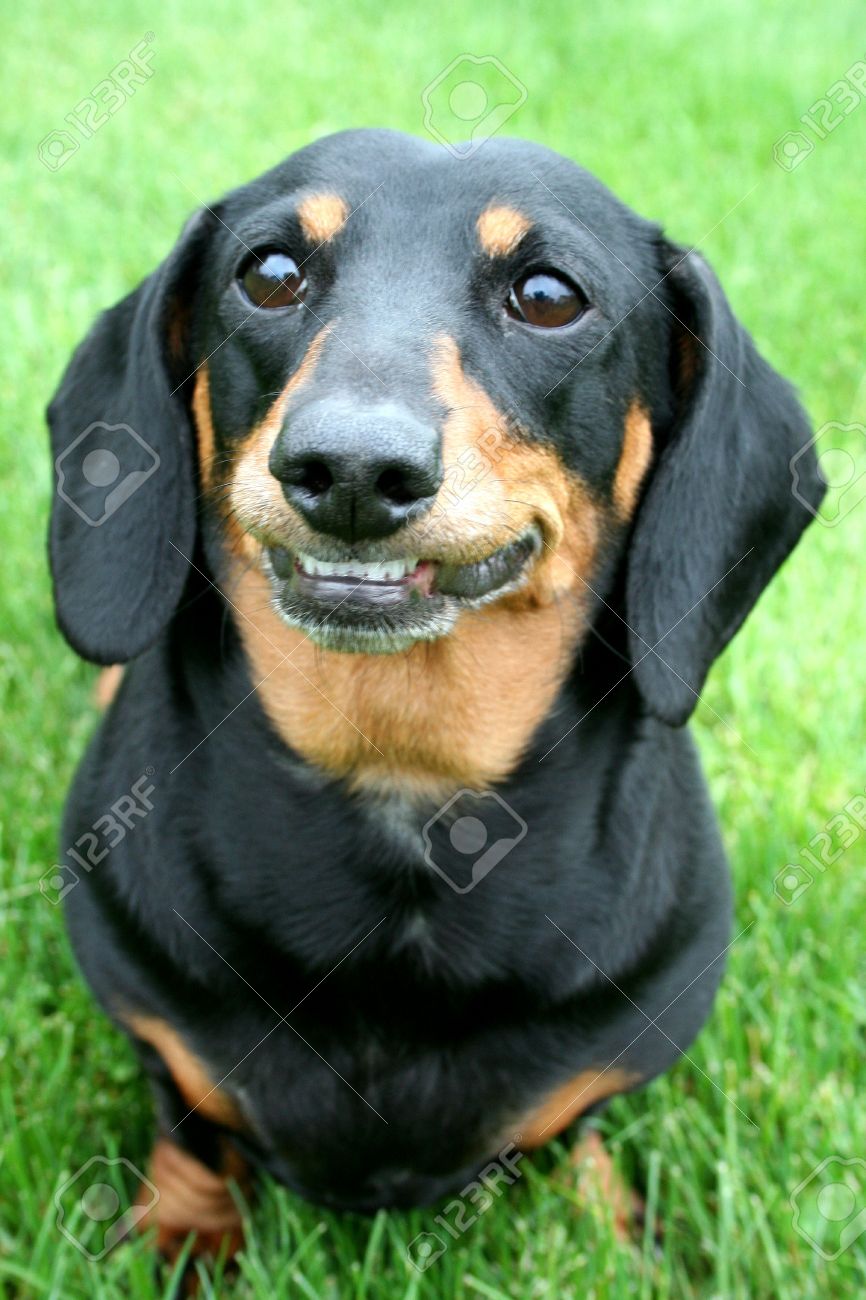 smiling weiner dog