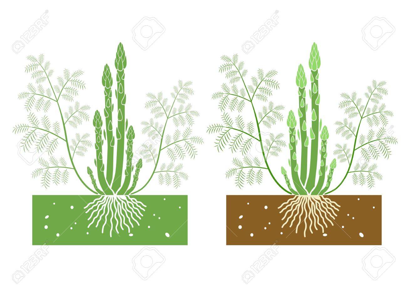 アスパラガスの葉と枝を持つ植物します のイラスト素材 ベクタ Image
