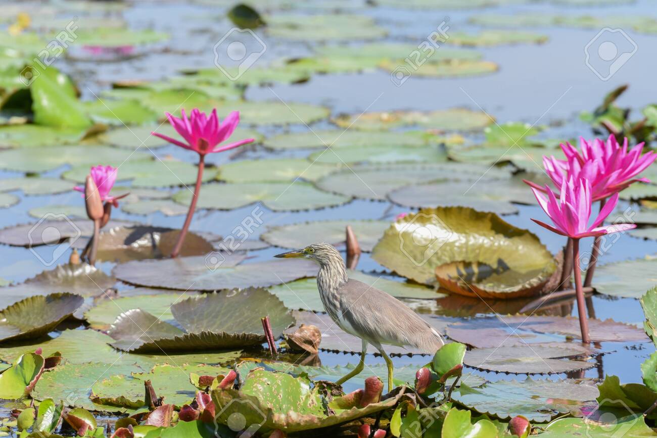 Chinese pond heron bird walking on lotus leaves. - 150500571 Chinese pond heron bird walking on lotus leaves. - 150500571
