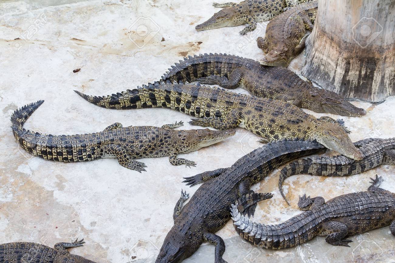 サムットプラーカーンクロコダイルファーム 動物園 タイで休んでいるワニ の写真素材 画像素材 Image