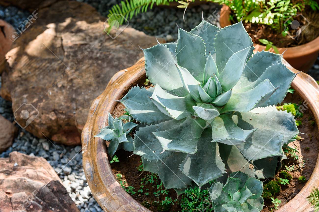 Turquoise Succulent Echeveria In Pots Stock Photo Picture And Royalty Free Image Image 82360180