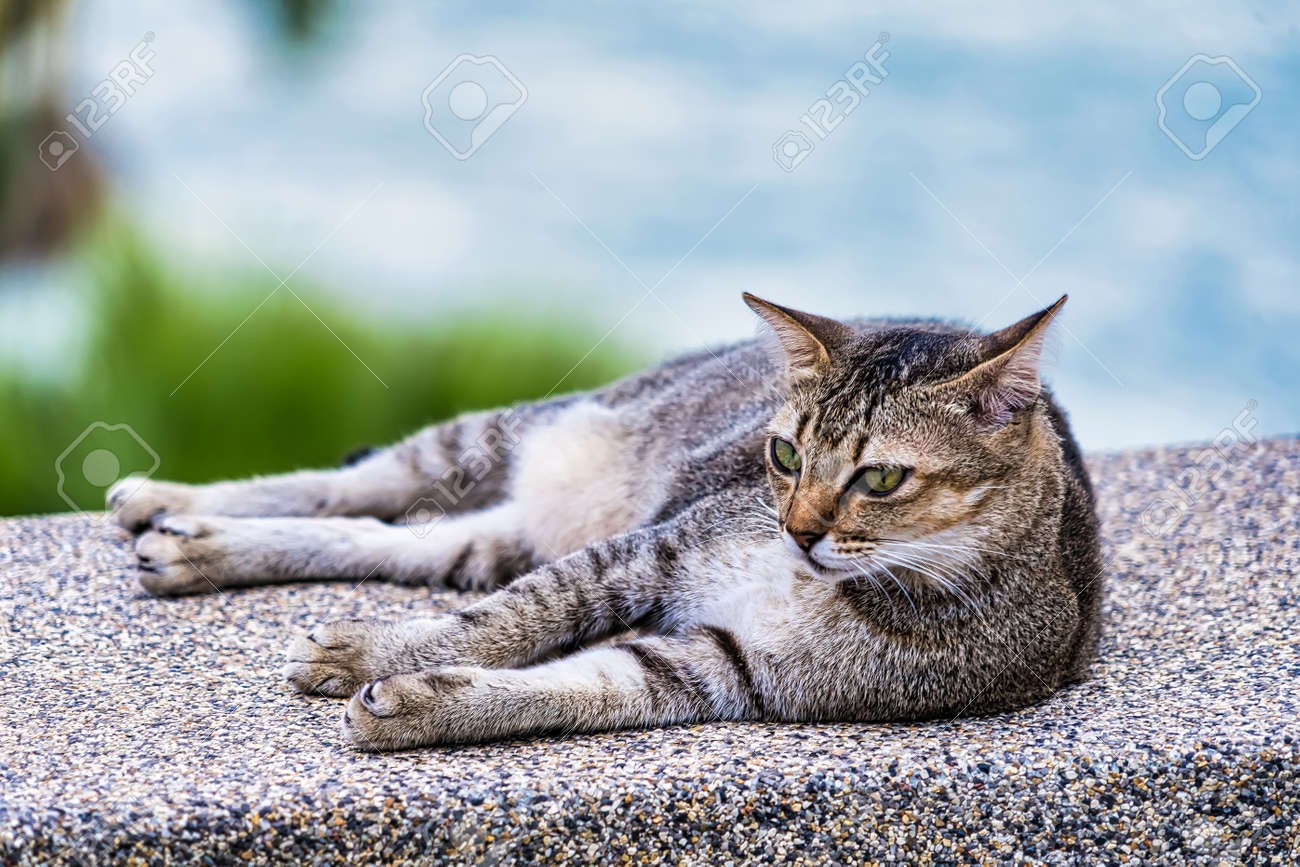 etiam-dictum-ipsum-a-felis