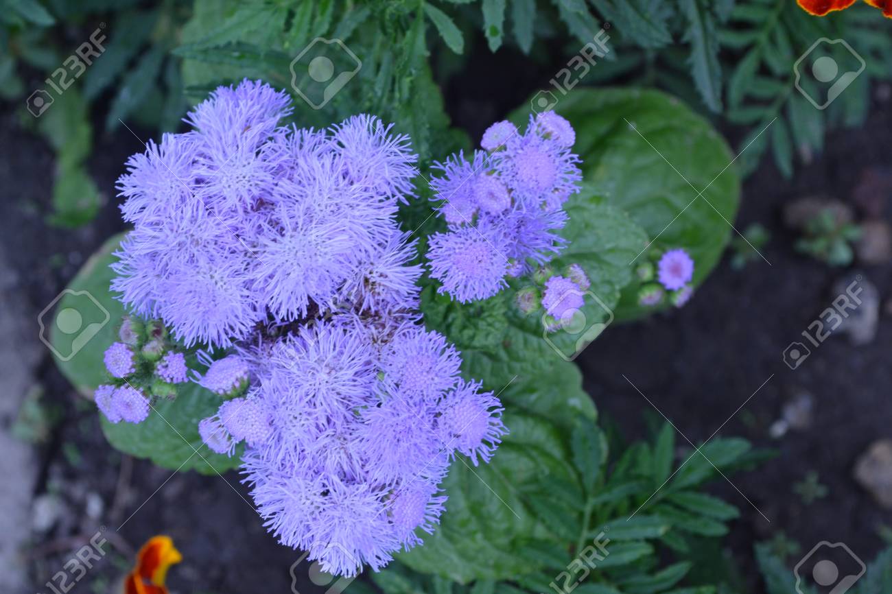 Ageratum Houstonianum Ageratum Mexican Ageratum Houstonianum Stock Photo Picture And Royalty Free Image Image 96705535