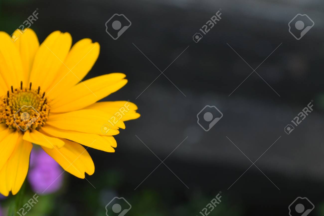 Heliopsis Helianthoides Mehrjahrig Ahnlich Wie Das Ganseblumchen Hohe Blumen Blumen Sind Gelb Nahansicht Auf Unscharfem Hintergrund Garten Blumenbeet Blumenzucht Horizontal Lizenzfreie Fotos Bilder Und Stock Fotografie Image 96678156