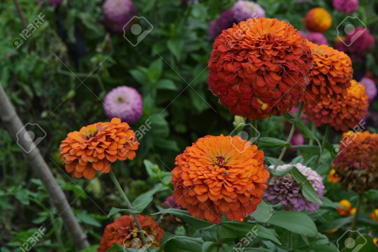 花メジャー ジニア エレガンスオレンジ ピンク 赤 花の多くの異なる色 庭 フィールド 花卉 大きな花壇 横向きの写真 の写真素材 画像素材 Image
