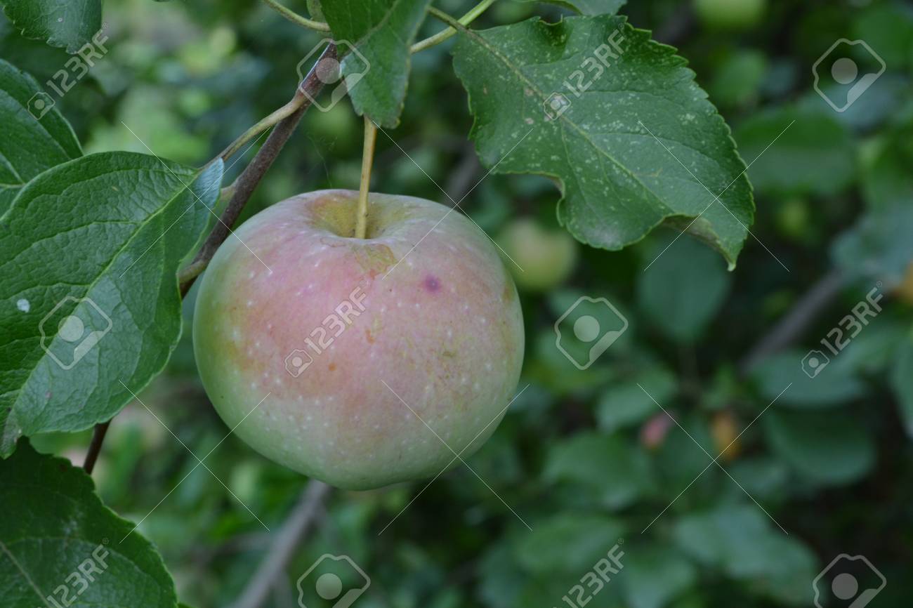 Apple tree Florina: a brief description of the plant, growing conditions Apple tree Florina: a brief description of the plant, growing conditions