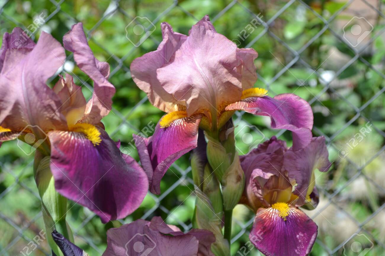 Iris family záhradné rastliny