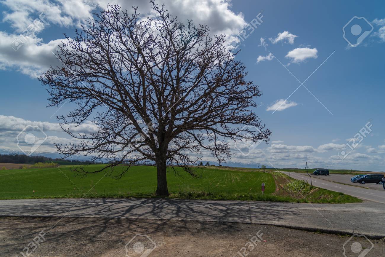 北海道 美瑛に春のセブンスター木 の写真素材 画像素材 Image 79089460 北海道 美瑛に春のセブンスター木 の写真素材 画像素材 Image 79089460