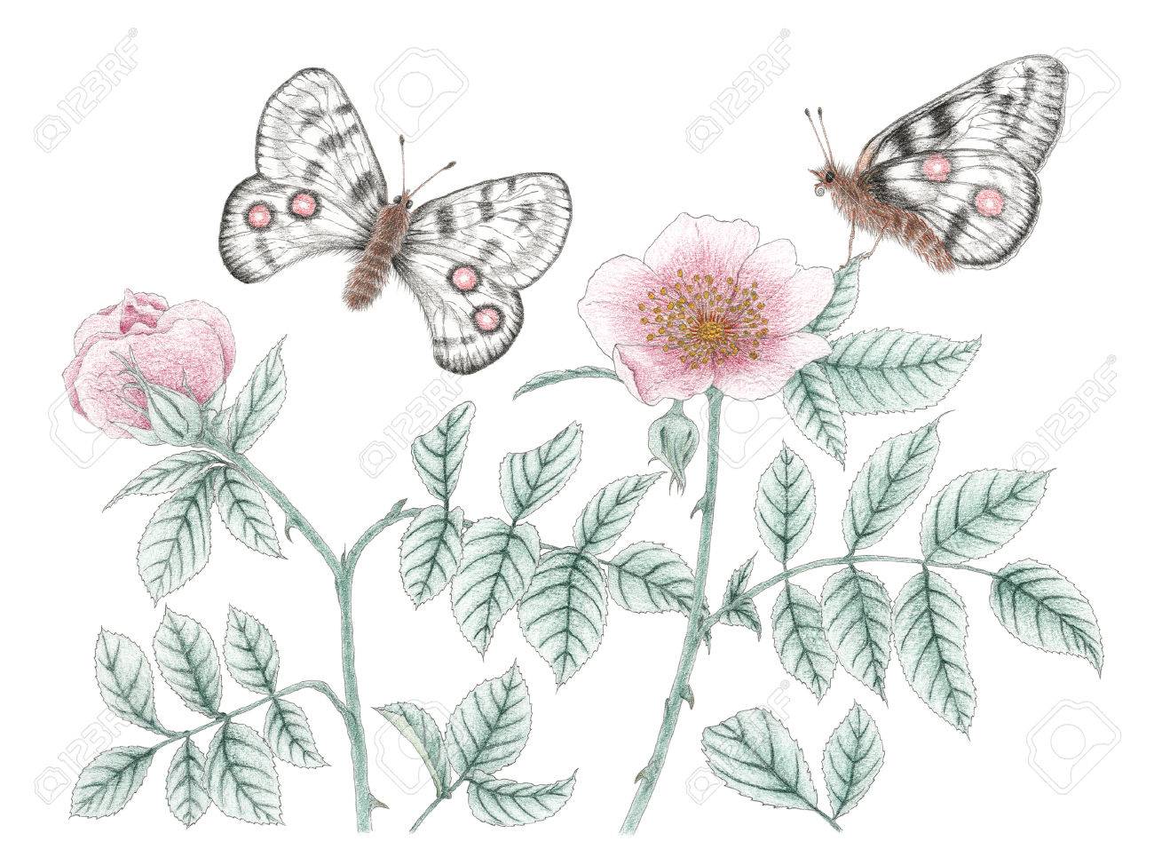 Garden Rose Plants And Mountain Apollo Parnassius Apollo Butterflies