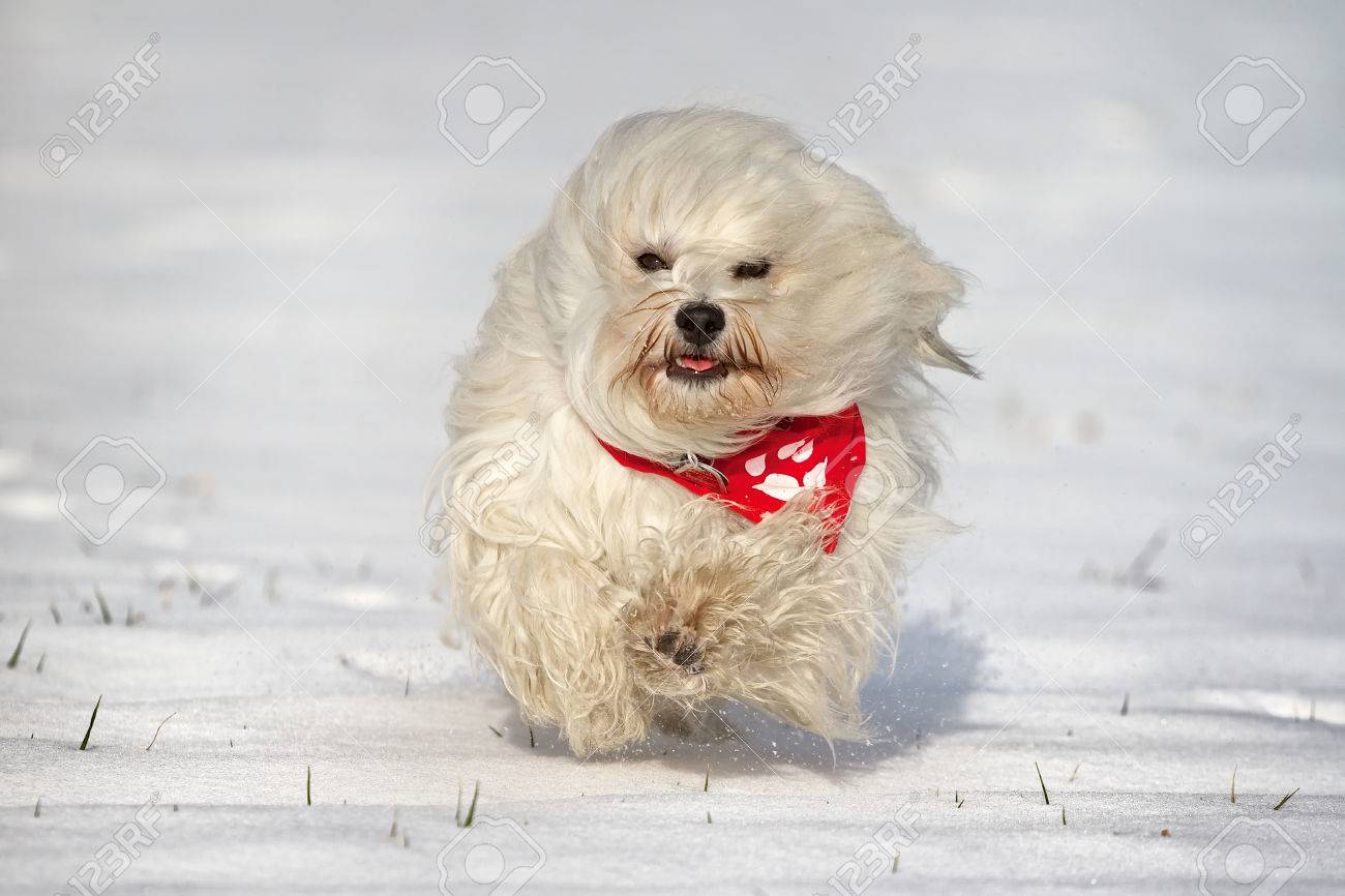 Un Petit Chien à Poil Long Avec Une écharpe Rouge Qui Traverse La Neige