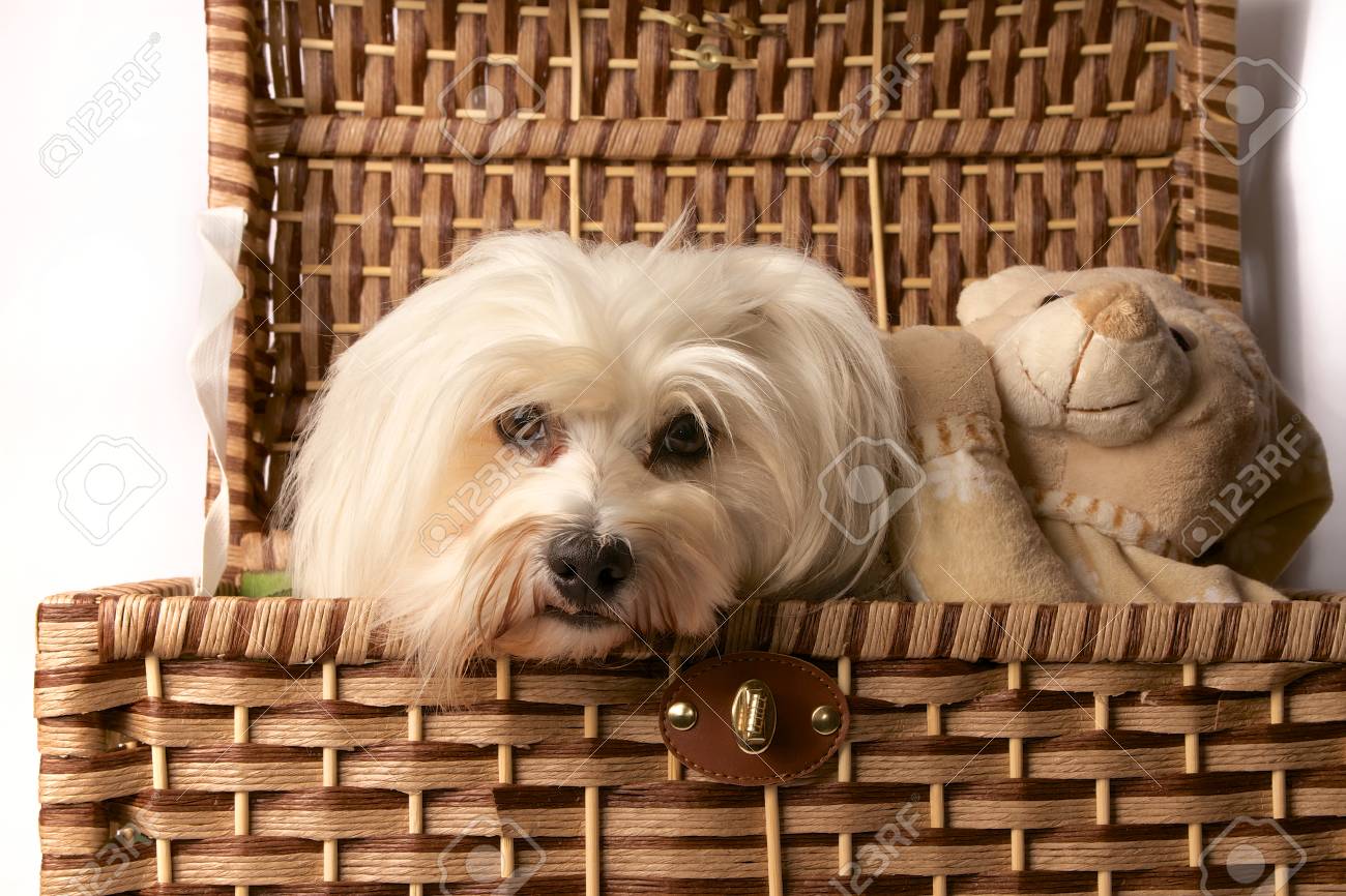 Un Petit Chien Est Assis Dans Un Panier à Côté De Lui Dans Un Ours En Peluche