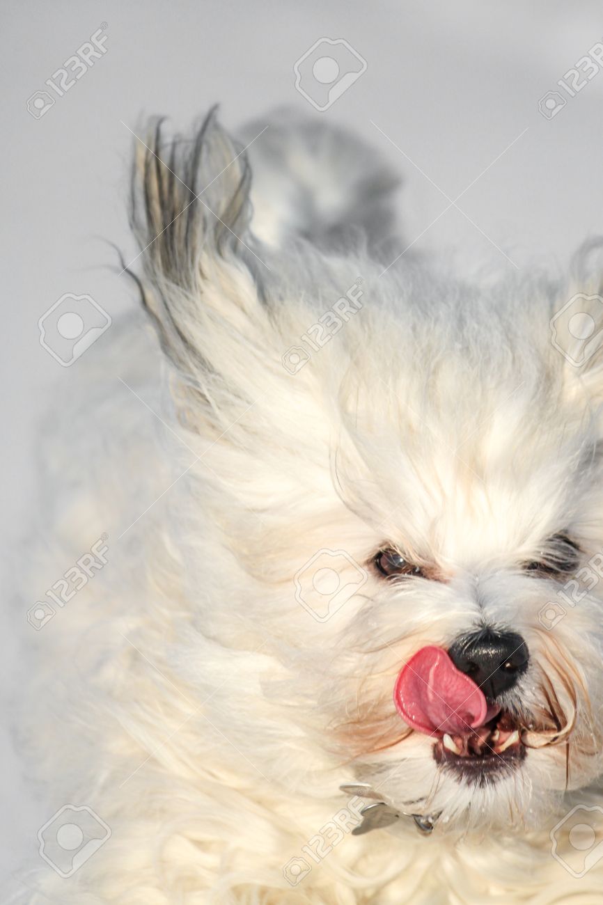 Petit Chien Blanc à Poil Long Court Dans La Neige Et Le Lécher De La Bouche
