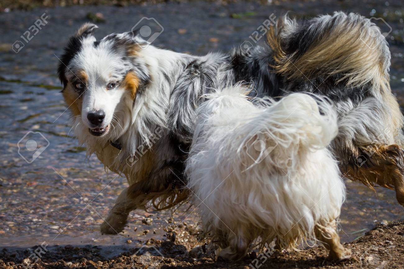 Un Petit Bichon Havanais Blanc A Tenté Un Berger Australien De Chasser Dans Leau