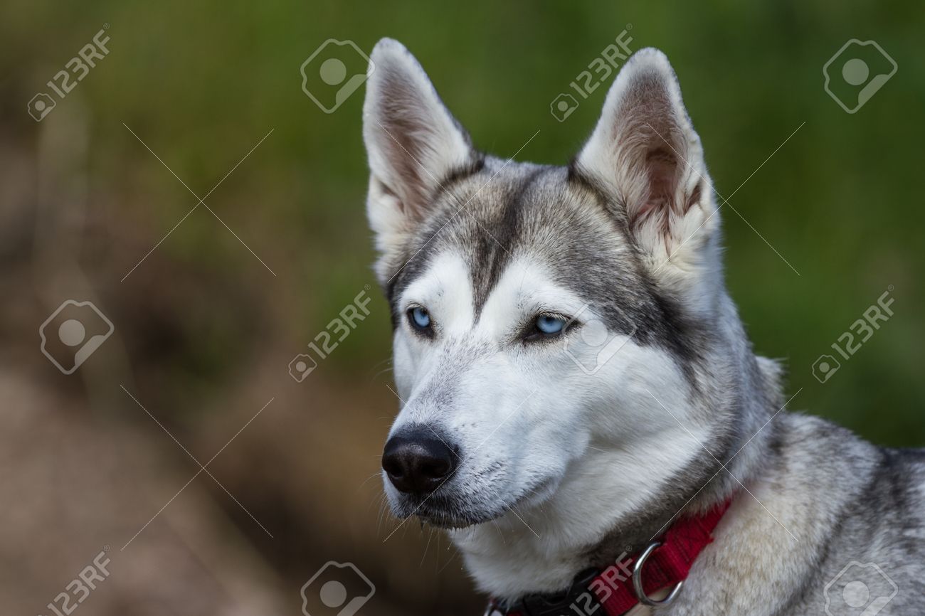 husky with collar