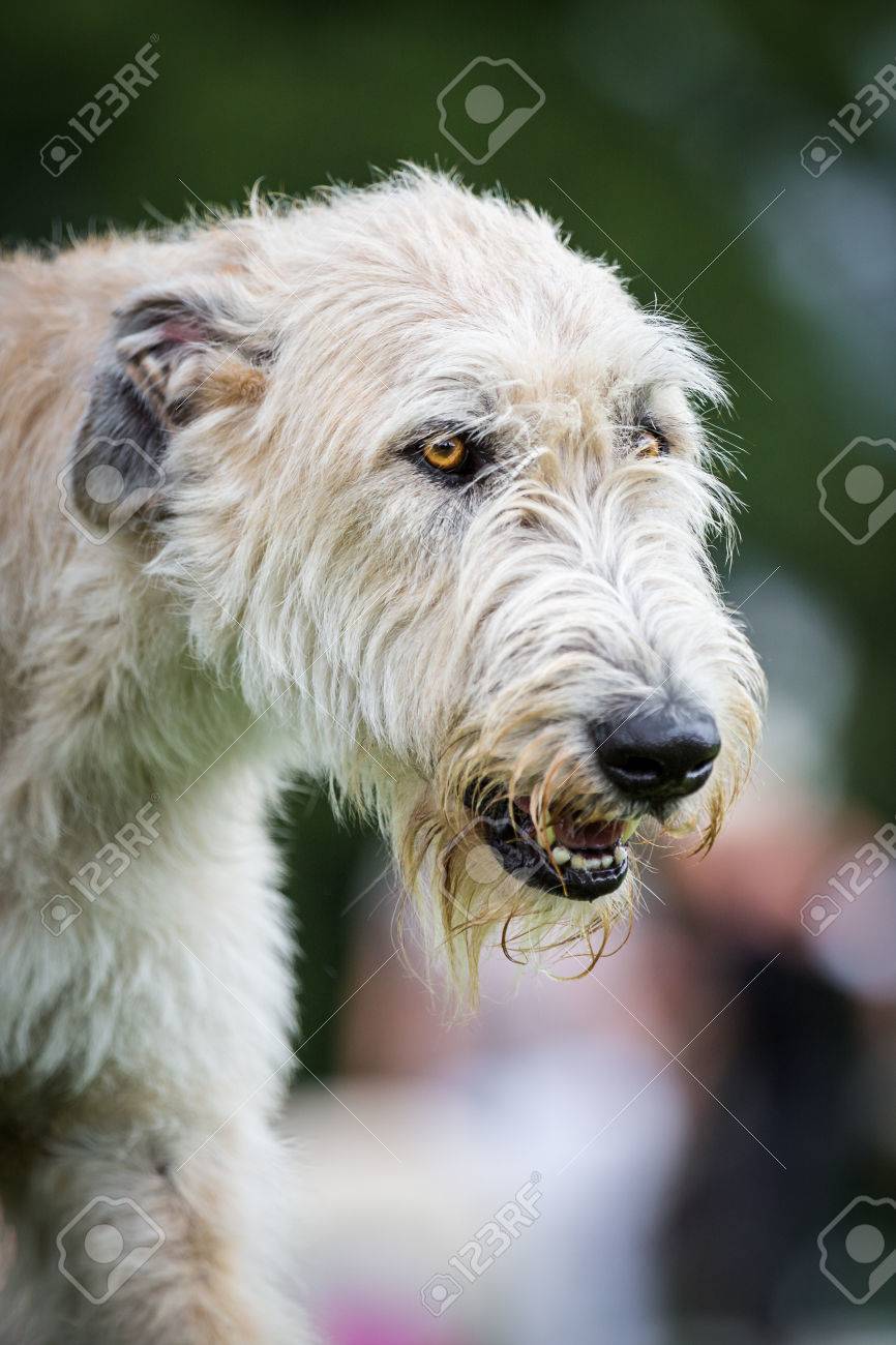 非常にライト ブラウン アイリッシュ ウルフハウンド 最大の犬の 1 つは世界で繁殖します の写真素材 画像素材 Image