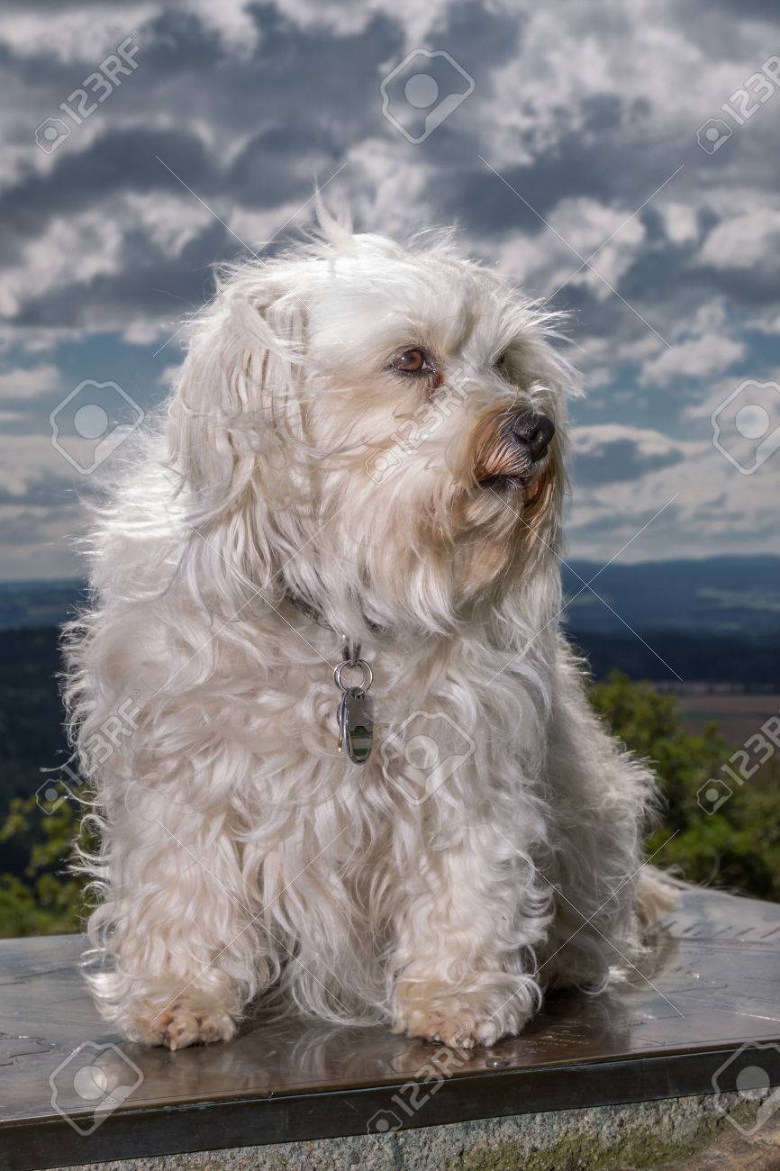 Ein Weisser Langhaariger Hund Sitzt Vor Der Kamera Haben Wir Seitlich Aus Dem Bild Aussehen Konnen Lizenzfreie Fotos Bilder Und Stock Fotografie Image 30906144