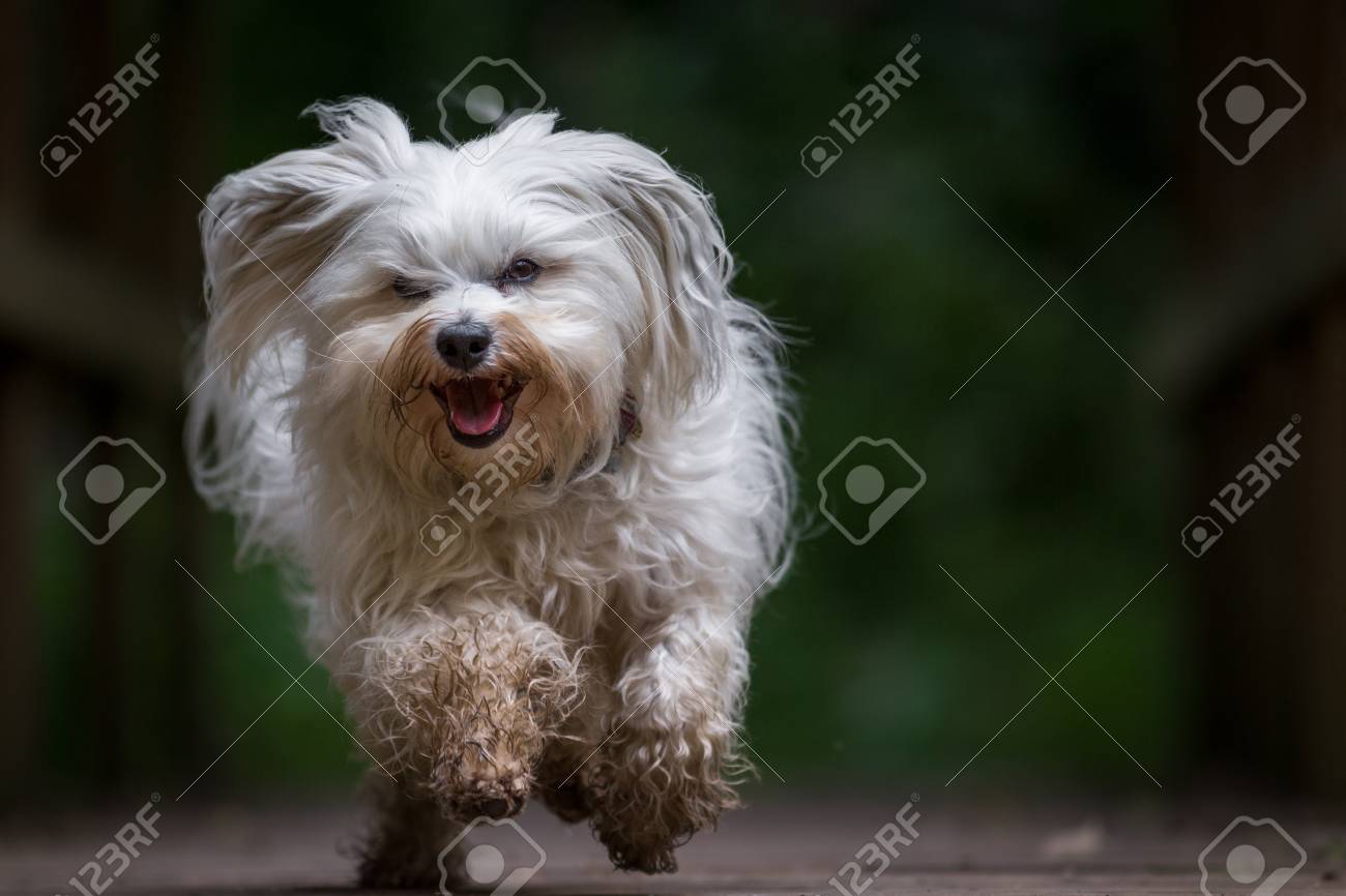 Un Petit Chien Blanc Tourne Vite Vers La Caméra