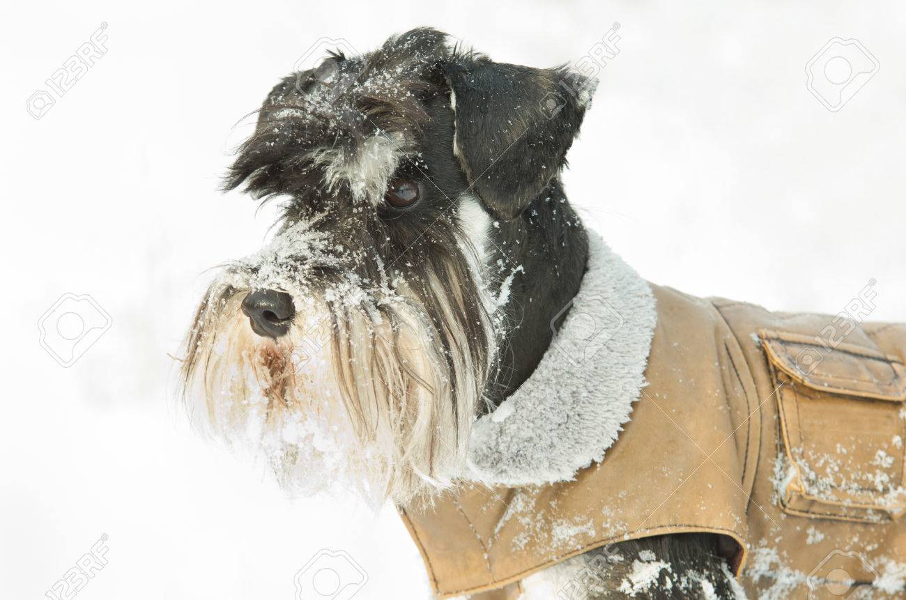 miniature schnauzer coat