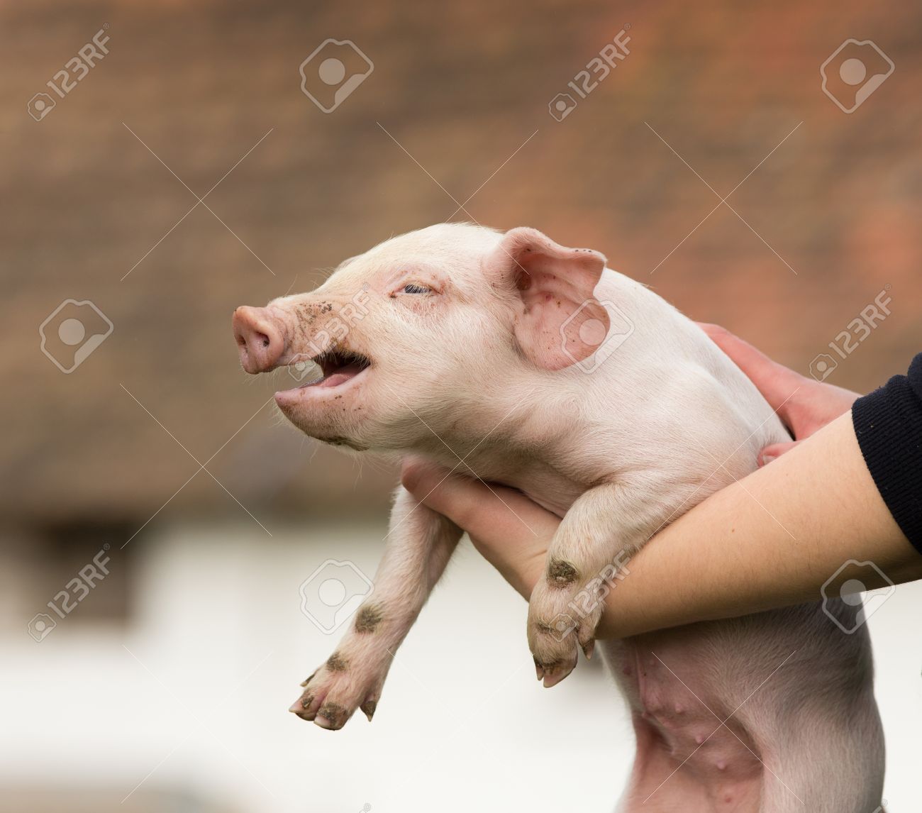 ファームの女の子の手で泣いている白い子豚 の写真素材 画像素材 Image ファームの女の子の手で泣いている白い子豚 の写真素材 画像素材 Image