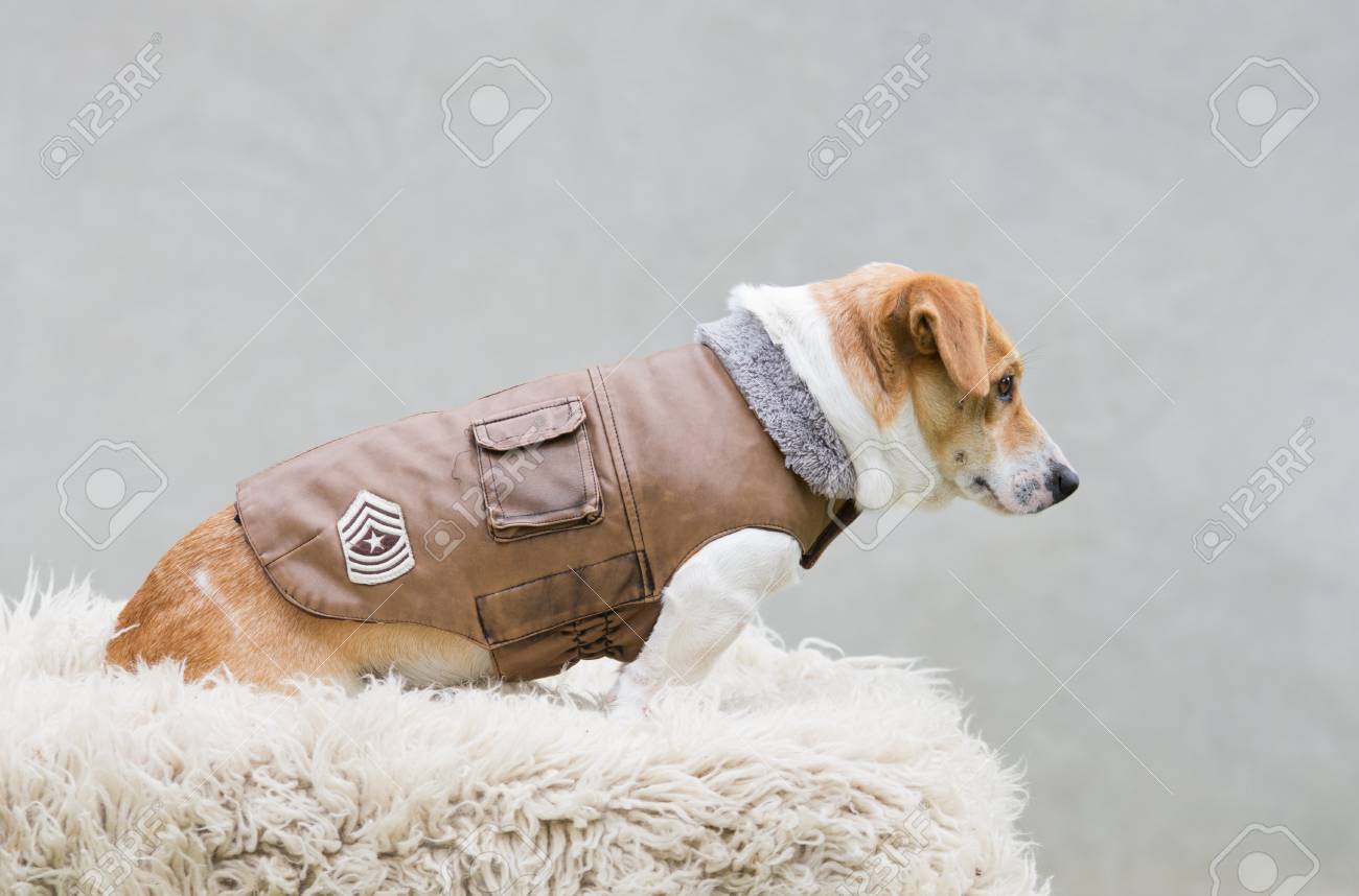 dog in leather jacket
