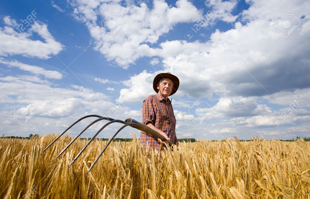 Old Man Farmer Working In Barley Field After Hard Work Stock Photo, Picture  and Royalty Free Image. Image 29267996.