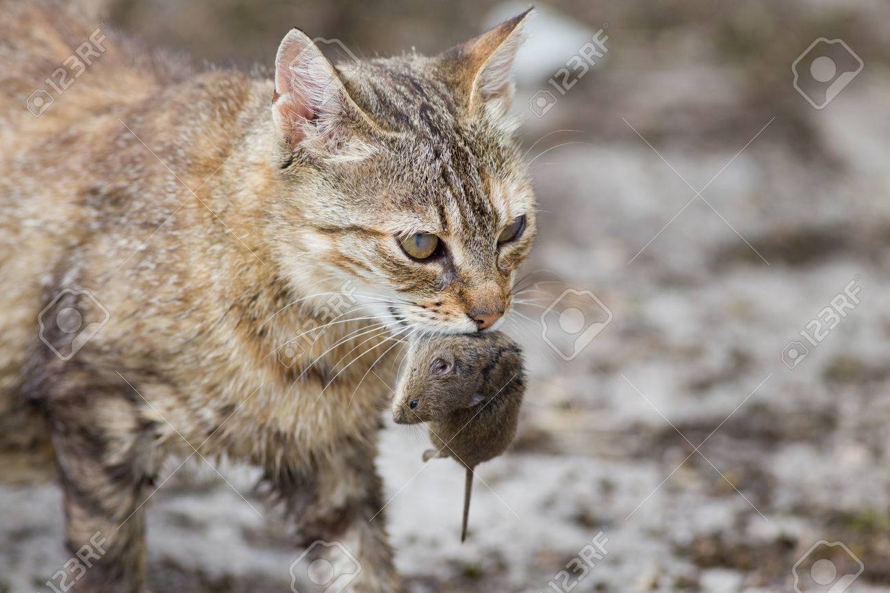 Tabby cat with dangerous look holding prey in teeth - 30512561 Tabby cat with dangerous look holding prey in teeth - 30512561