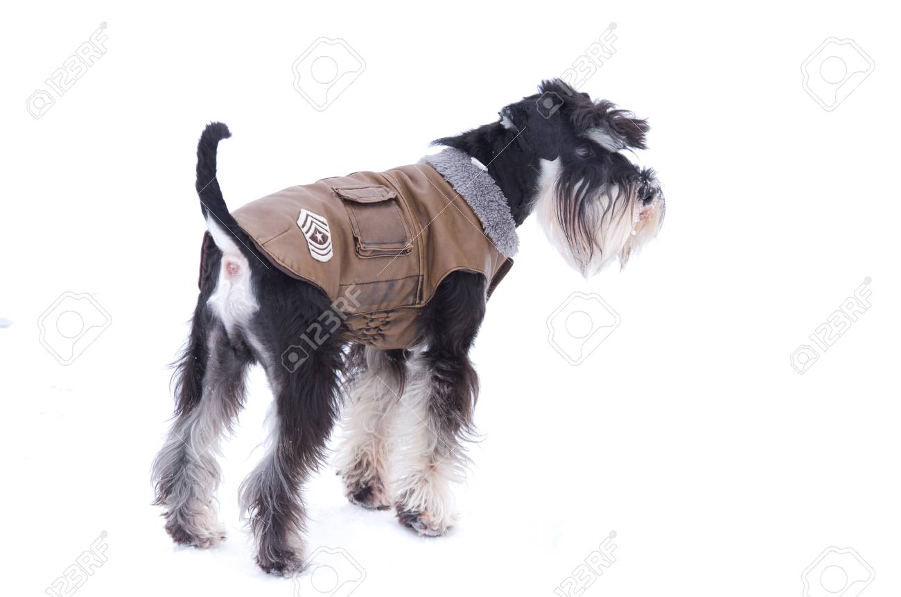 Mini schnauzer winter coat Clearance