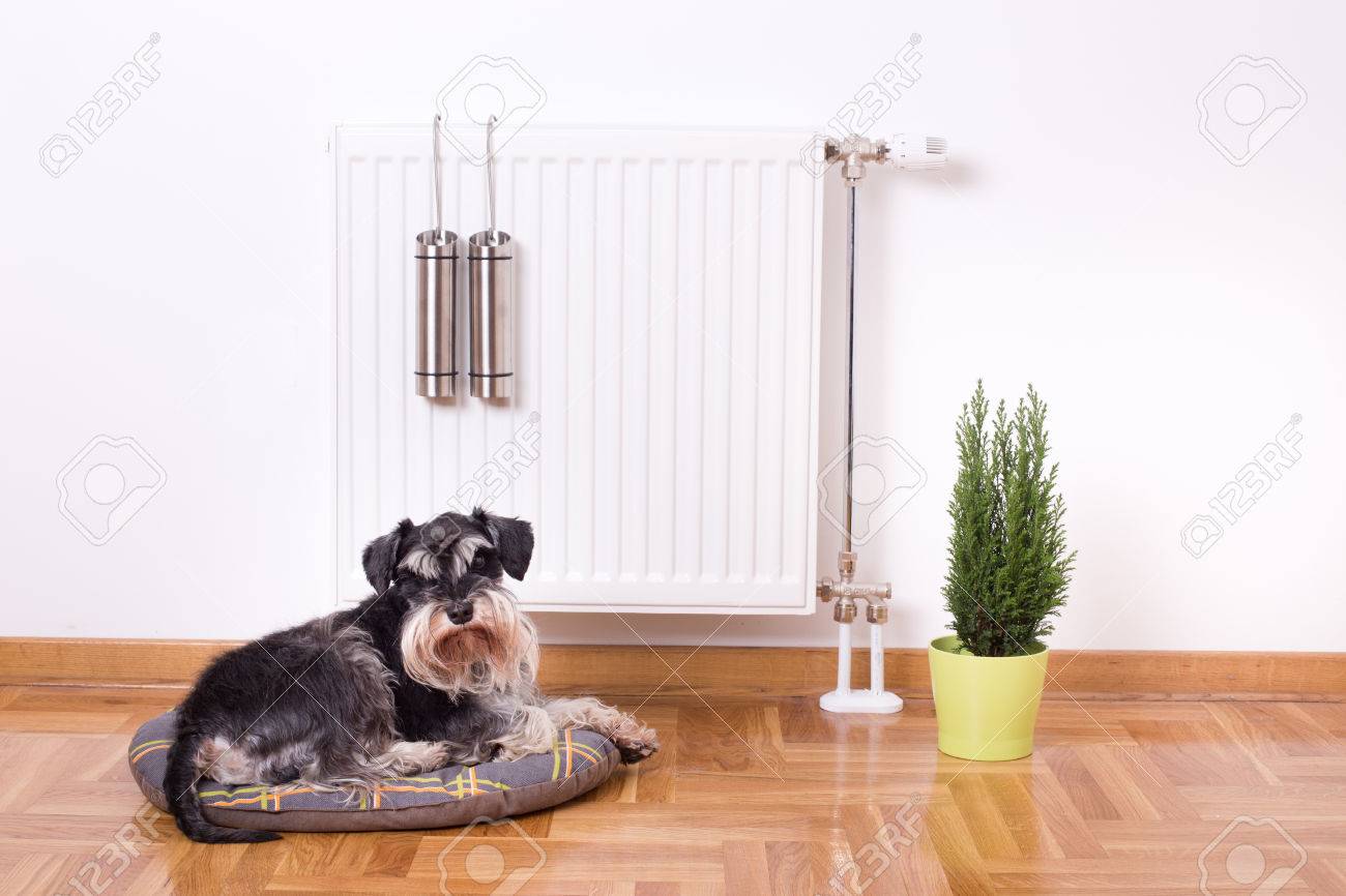 Good indoor climate concept. Dog lying on the pillow in front of radiator with water containers for steam - 50443123 Good indoor climate concept. Dog lying on the pillow in front of radiator with water containers for steam - 50443123