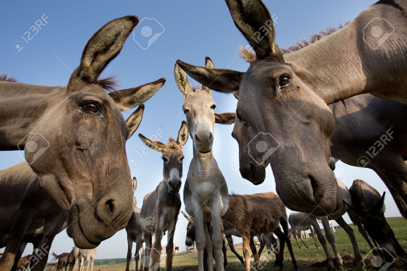 Funny image of group of curious donkeys staring in camera shooting with wide angle lens - 61492865 Funny image of group of curious donkeys staring in camera shooting with wide angle lens - 61492865