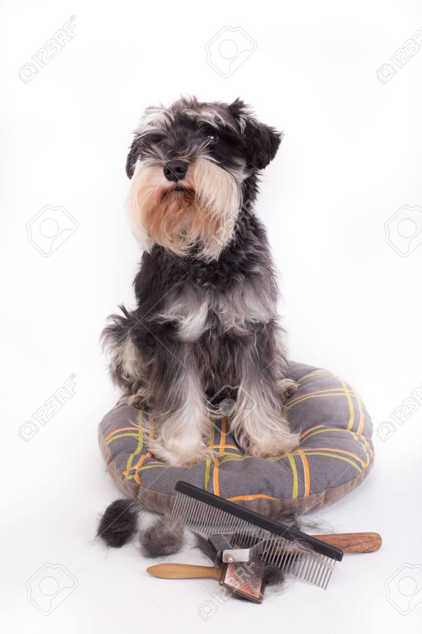 schnauzer trimmer