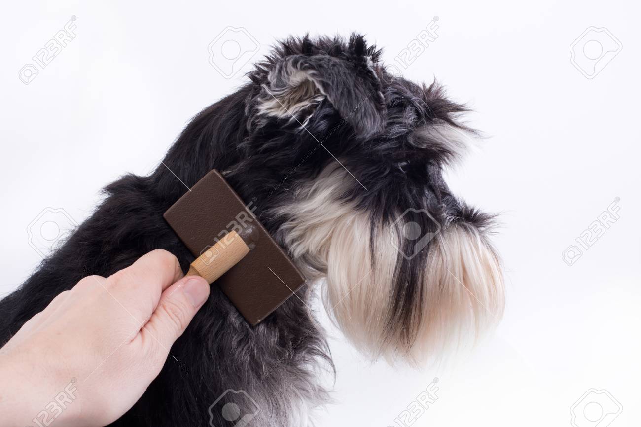 schnauzer brush