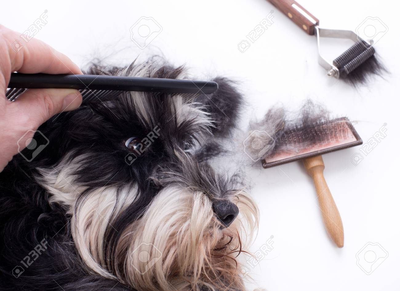 schnauzer brush