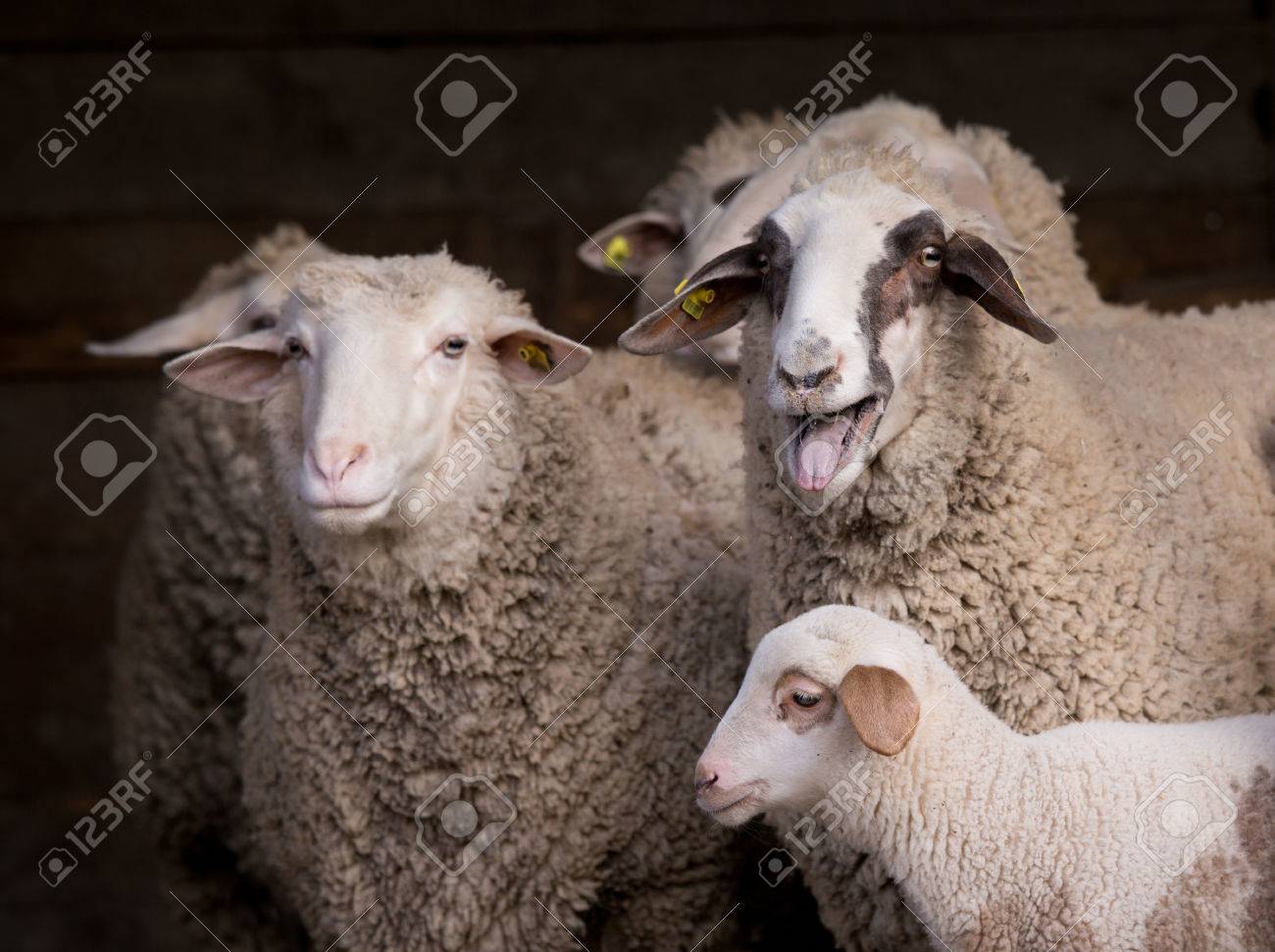 Sheep Flock With Lamb Standing In Barn And Bleating Stock Photo Picture And Royalty Free Image Image