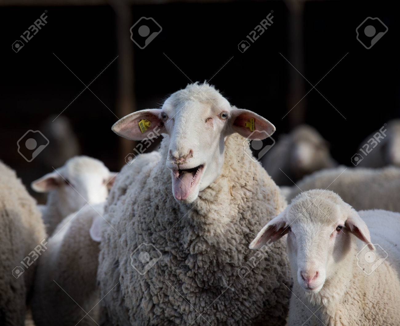 Sheep Flock With Lamb Standing On Farm And Bleating Stock Photo Picture And Royalty Free Image Image